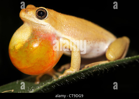 Male Painted Reed Frog (Hyperolius marmoratus) calling during the night in Uganda, Africa. Isolated on black. Stock Photo