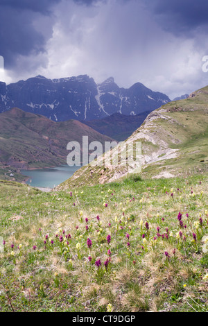 Elder Flowered Orchid; Dactylorhiza sambucina; Embalse de Escarra; Pyrenees; Spain Stock Photo