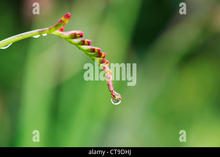 Water drop on a closed Crocosmia lucifer flower Stock Photo