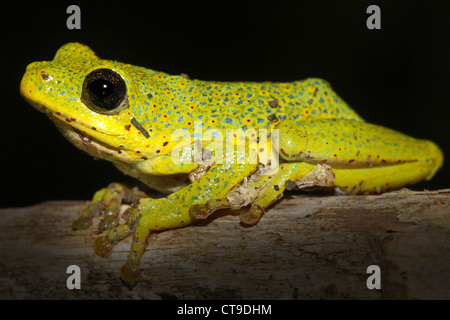 A VIBRANT Common Reed Frog (Hyperolius viridiflavus variabilis) in Uganda, Africa. Isolated on black. Stock Photo