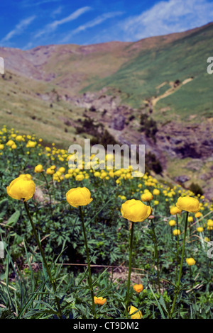Globe Flowers; Trollius europaeus; Collado de la Cuasta; Pyrenees; Spain Stock Photo