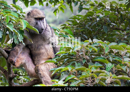 A WILD Olive Baboons (Papio anubis) sitting in a tree in Nairobi, Kenya, Africa. This adult watches carefully from the trees. Stock Photo