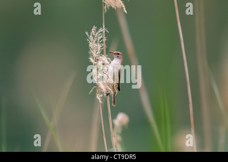 Great Reed Warbler; Acrocephalus arundinaceus; on reed; Spain Stock Photo