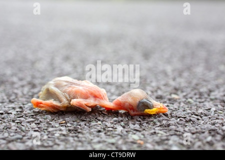 House Sparrow Chick; Passer domesticus; dead; UK Stock Photo