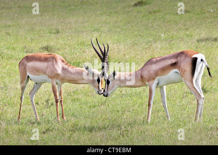 Two Wild Male Impalas (Aepyceros melampus) fight for dominance and mating privileges in the Masai Mara, Kenya, Africa. Stock Photo