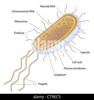 Structure of a bacterial cell Stock Vector Art & Illustration, Vector ...