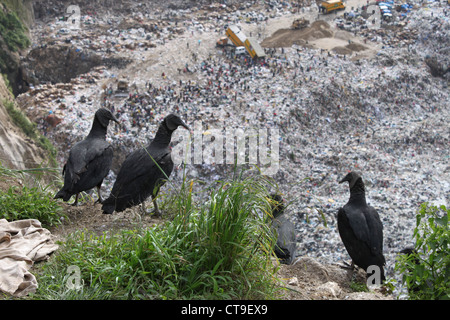 Aerial view of  Landfill in Guatemala City. Activity of unloading garbage trucks and scavenging in a dump. Stock Photo