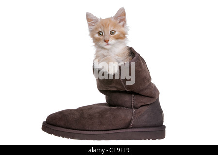 red kitten in boot on white background Stock Photo