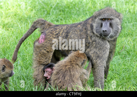 A WILD troupe of Olive Baboons (Papio anubis) socializing at Lake Nakuru, Kenya, Africa. Adult, baby, and juvenile can be seen. Stock Photo