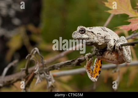 Male southern gray treefrog (Hyla chrysoscelis) climbing Stock Photo