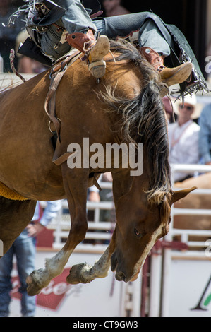 Bareback event at the Calgary Stampede Rodeo Stock Photo