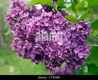 Common lilac Syringa vulgaris flower in closeup Stock Photo
