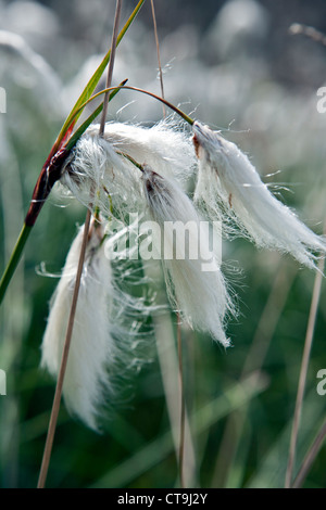 Broad-leaved Bog-cotton Eriophorum latifolium in Kemeru National Park Latvia Stock Photo