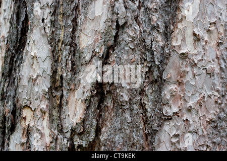 Corsican pine tree, Pinus nigra, close up of the bark Stock Photo