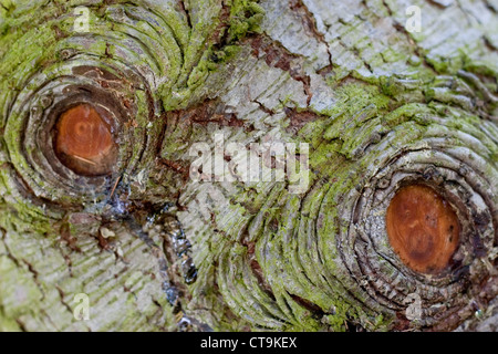Cedar of Lebanon, Cedrus libani, bark close up Stock Photo