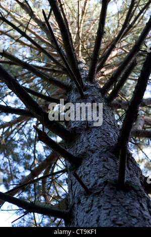 Crimean pine tree, Pinus nigra, looking upwards with its branches spiralling around the trunk Stock Photo