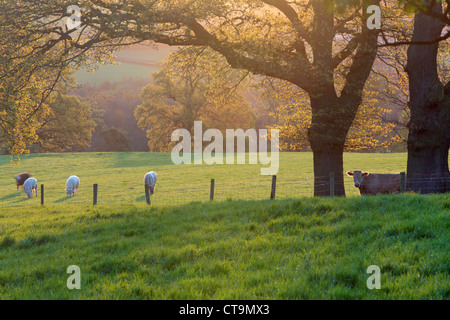Cows in field at sunrise near Beeston Cheshire Stock Photo - Alamy