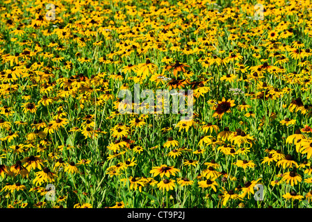 Field of black eyed susan wildflowers. Stock Photo