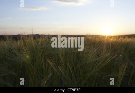 Ears of a corn field in the evening back light Stock Photo