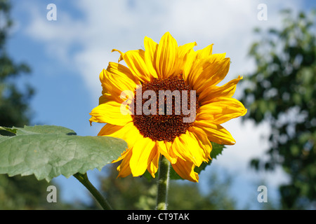 Flourishing sunflower (Helianthus annuus) in a garden Stock Photo
