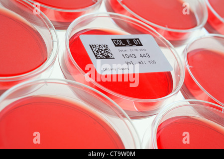 Petri dishes for inspecting samples on the presence of coliform bacteria. Stock Photo