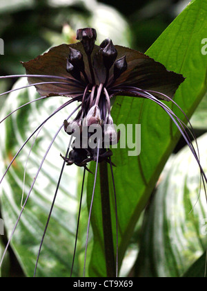 An exquisite Black Bat flower (Tacca chantrieri) at Papillote Gardens in the Roseau Valley of the Commonwealth of Dominica, Caribbean. Stock Photo