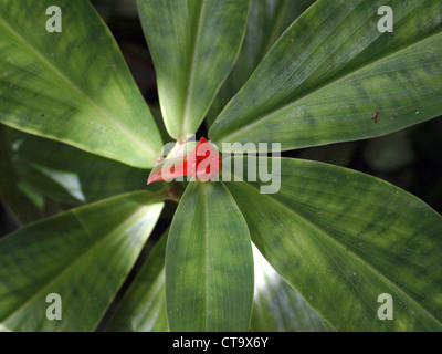 Red button ginger (Costus woodsonii),  shot from above, at Papillote Gardens in the Roseau Valley of the Commonwealth of Dominica. Stock Photo