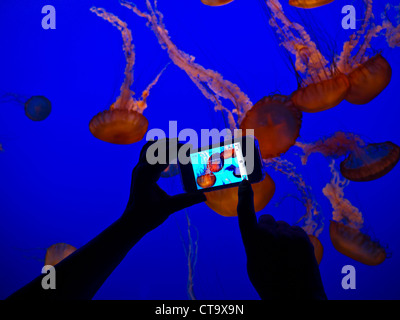 Hand holding Apple iPhone 4s recording image of JellyFish in Monterey  Bay Aquarium Monterey California USA Stock Photo