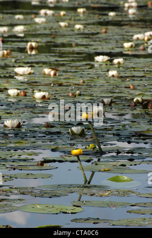 two yellow water-lily (Nuphar lutea) in water with white water lily (Nymphaea alba) Stock Photo