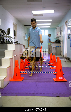 A veterinary technician leads a dog over cavaletti poles at an animal hospital in Santa Monica, CA. Stock Photo