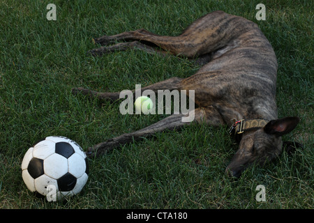 A greyhound dog lying in the grass with two balls. Stock Photo