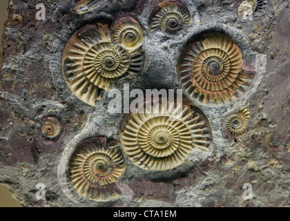 Ammonite fossils Stock Photo