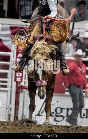 Saddle bronc event at the Calgary Stampede Rodeo Stock Photo