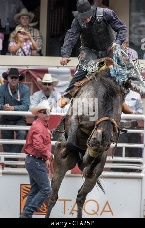 Saddle bronc event at the Calgary Stampede Rodeo Stock Photo