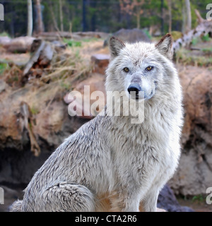 Captive Grey Wolf, Grizzly & Wolf Discovery Center, West Yellowstone, Montana Stock Photo