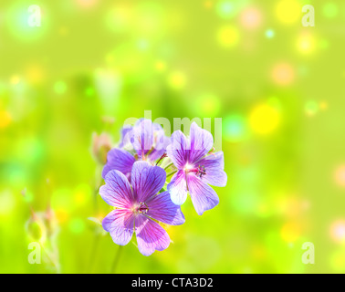 early summer flowering geranium Stock Photo