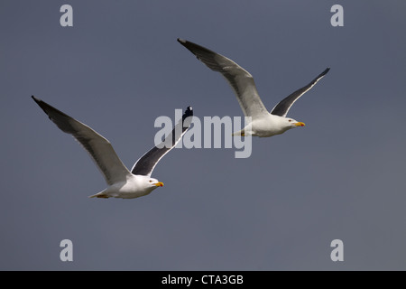 pair of Lesser Black-backed Gulls Larus fuscus in flight Stock Photo