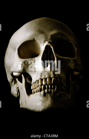 human skull Stock Photo
