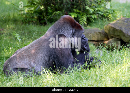 Berlin, a gorilla at the zoo in Berlin Stock Photo