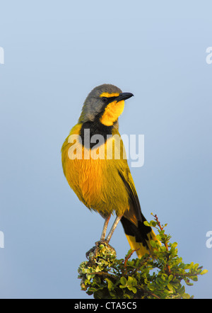 Bokmakierie bird perched on green branch - Telophorus zeylonus - Addo Elephant National Park - South Africa Stock Photo