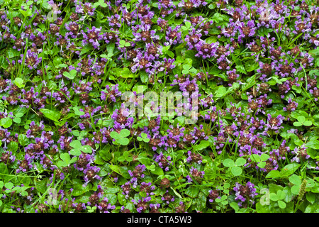 Common self-heal, Prunella vulgaris Stock Photo