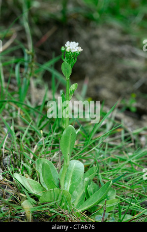 BROOKWEED Samolus valerandi (Primulaceae) Stock Photo