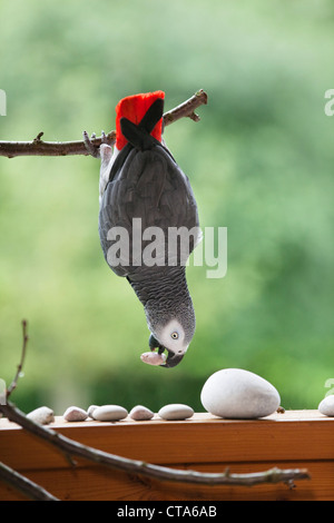 African Grey Parrot (Psittacus erithacus) hanging on a branch, Parrot Stock Photo