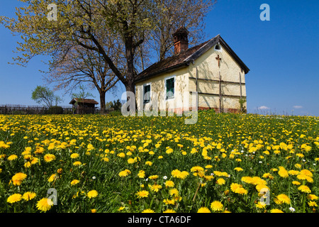 Chapel in a meadow with dandelions in Spring, Obersochering, Upper Bavaria, Germany Stock Photo