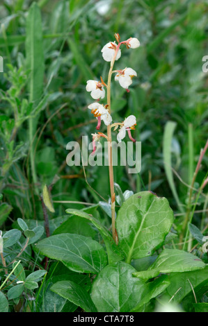 ROUND-LEAVED WINTERGREEN Pyrola rotundifolia (Pyrolaceae) Stock Photo