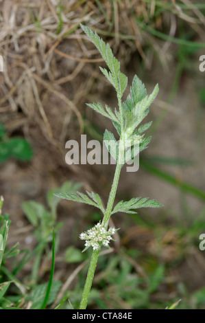 KNOTTED HEDGE-PARSLEY Torilis nodosa (Apiaceae) Stock Photo