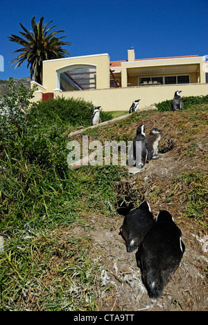 Black Footed Jackass Penguins (Speniscus demersus) by a house, Boulders Beach, Simon's Town, South Western Cape, South Africa Stock Photo