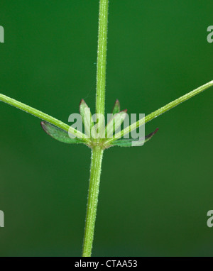 COMMON MARSH-BEDSTRAW Galium palustre (Rubiaceae) Stock Photo