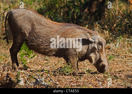 Warthog (Phacochoerus africanus) grazing in the Hluhluwe-Umfolozi Game Reserve Stock Photo