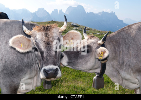 Two cows, Schlern Rosengarten Natural Park, UNESCO World Nature Site, Rosengarten, Dolomites, South Tyrol, Trentino-Alto Adige, Stock Photo